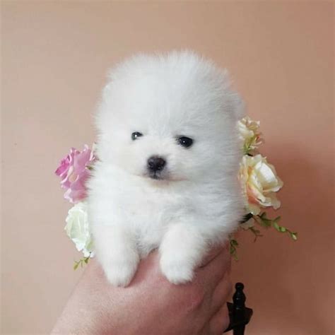 pup manila|philippines dogs for sale.